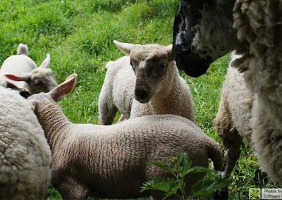 sheep Brookvale Self-Catering Cottage, County Down